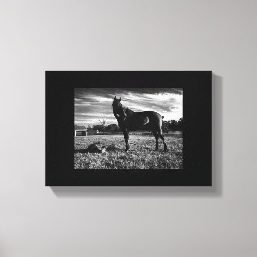 black and white photograph of horse in pasture canvas print