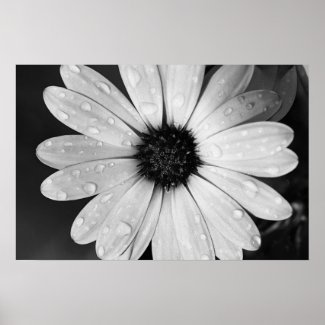 Black and White Photography of African Daisy