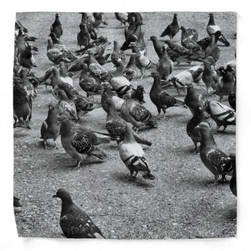 Black and white photography of many pigeons bandana