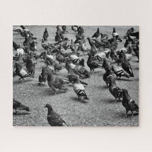 Black and white photography of many pigeons jigsaw puzzle