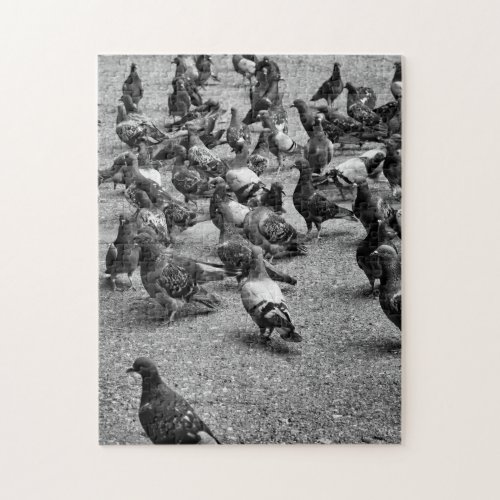 Black and white photography of many pigeons jigsaw puzzle