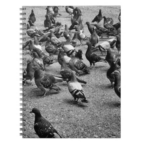 Black and white photography of many pigeons notebook