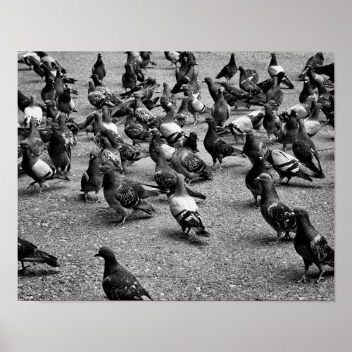 Black and white photography of many pigeons poster