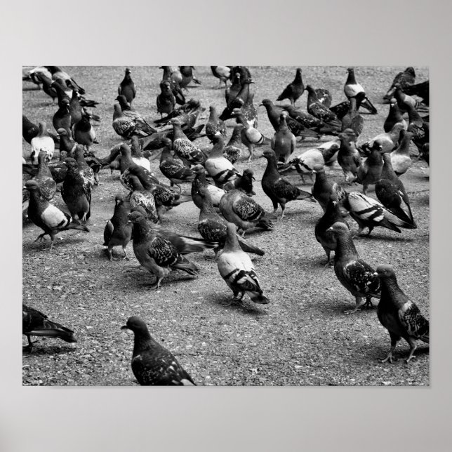 Black and white photography of many pigeons poster (Front)