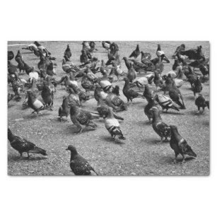 Black and white photography of many pigeons tissue paper