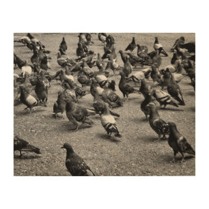 Black and white photography of many pigeons wood wall art