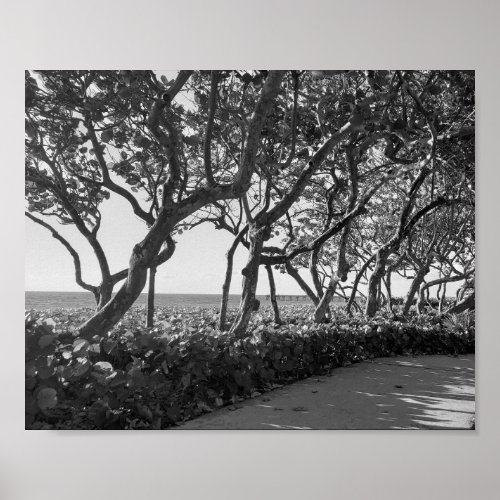 Black and White Photography Sea Grapes Poster