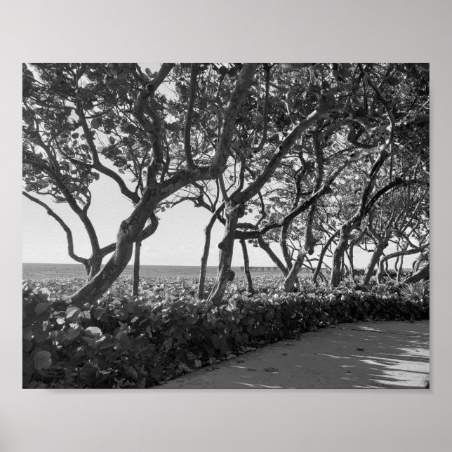 Black and White Photography Sea Grapes Poster (Front)