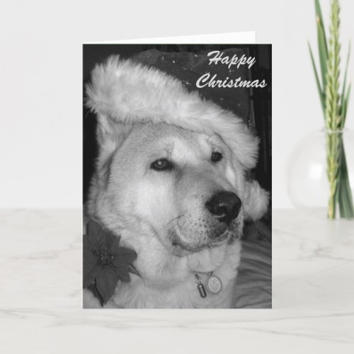 black and white picture of dog dressed as santa holiday card