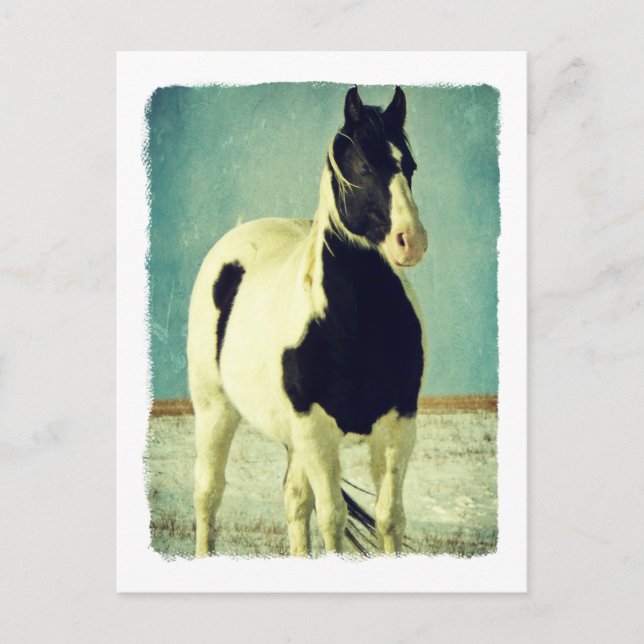 Black and White Pinto Postcard (Front)