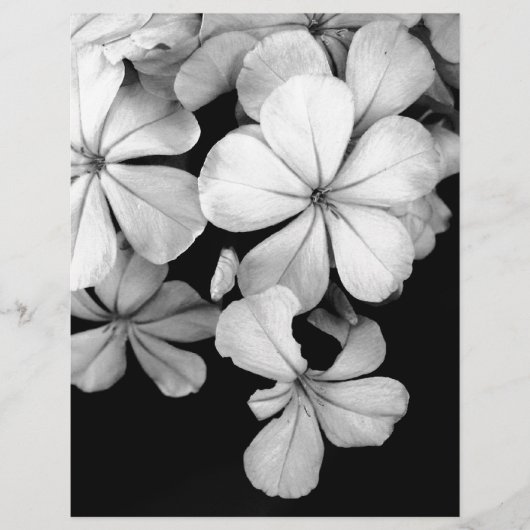 black and white Plumbago (Front)