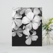black and white Plumbago (Standing Front)