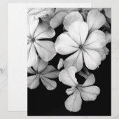 black and white Plumbago (Front/Back)