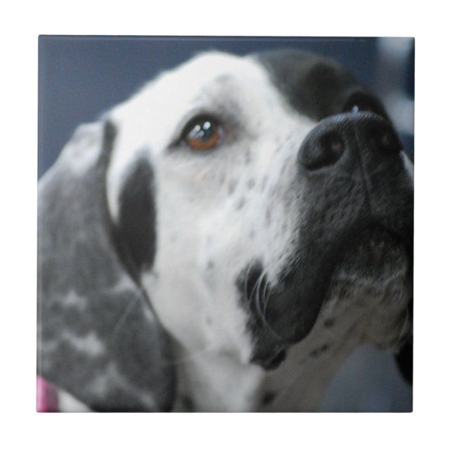 Black and White Pointer Dog Tile (Front)