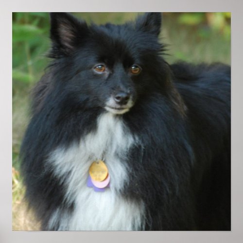 Black and White Pomeranian Poster