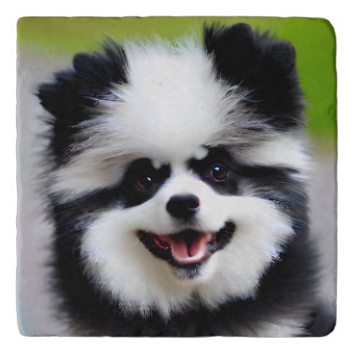 Black and White Pomeranian Trivet