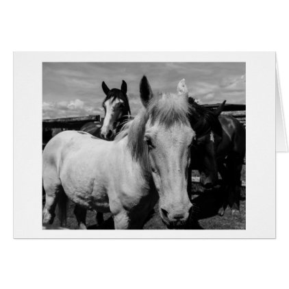 Black and White Ponies Card