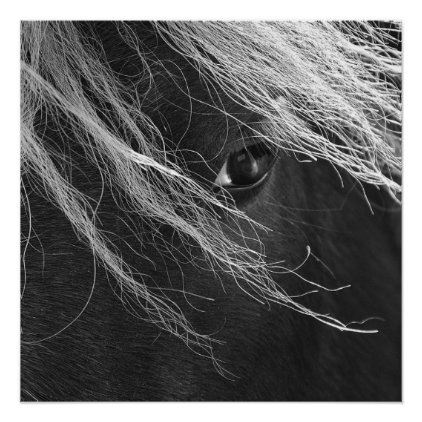 Black and White Pony Hair Poster