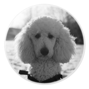 Black and White Poodle Face Puppy Eyes Ceramic Knob