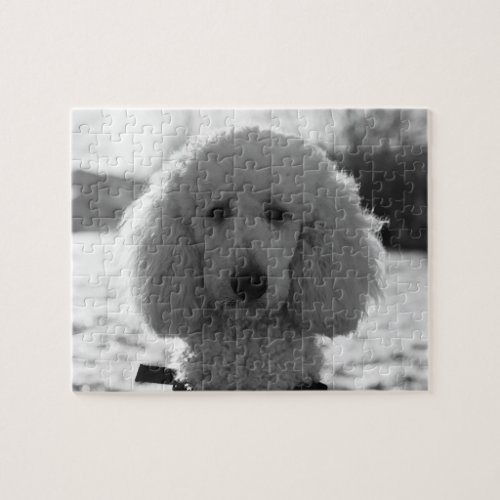 Black and White Poodle Face Puppy Eyes Jigsaw Puzzle