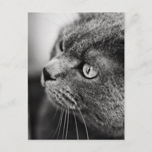 Black and white portrait of a cat _ postcard