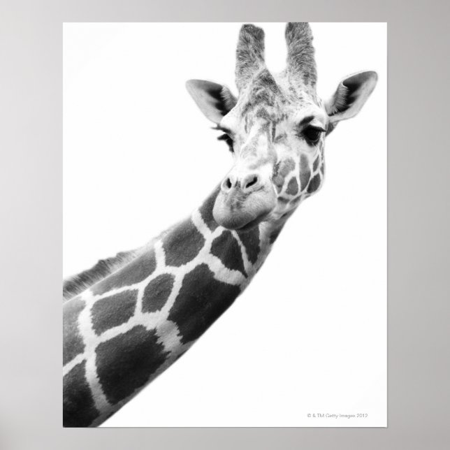 Black and white portrait of a giraffe poster (Front)
