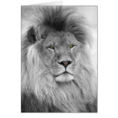 Black and white portrait of lion (Front)