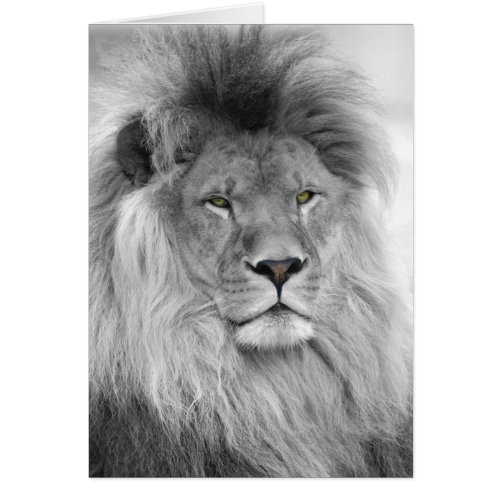 Black and white portrait of lion
