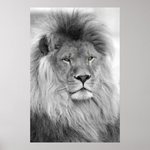 Black and white portrait of lion poster