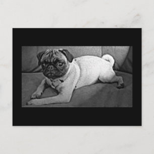 Black and White Pug Postcard