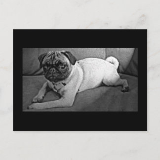 Black and White Pug Postcard