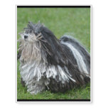 Black and White Puli Dog Temporary Tattoos