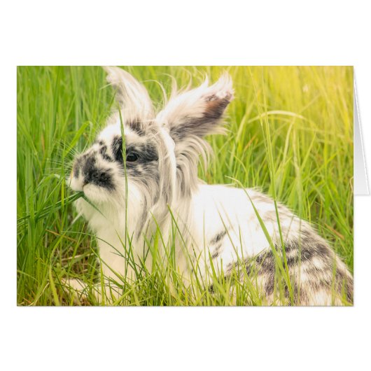 Black and white rabbit cards (Front Horizontal)