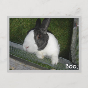 Black and white Rabbit Postcard