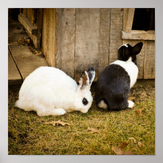 Black And White Rabbit Posters | Zazzle