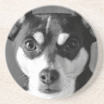 Black And White Rat Terrier Coaster by artinphotography at Zazzle