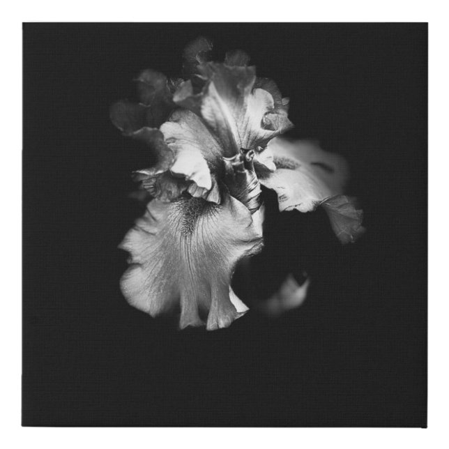 Black and White Realistic Iris Canvas (Front)