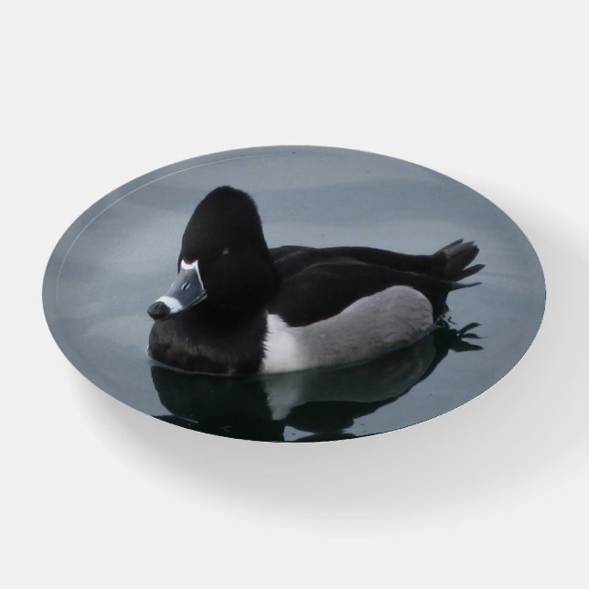 Black and White Ring-necked Duck Paperweight (Front)