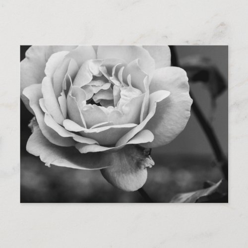 Black and White Romantic Rose Postcard