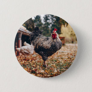 Black and White Rooster with Two Hens in Nature Button