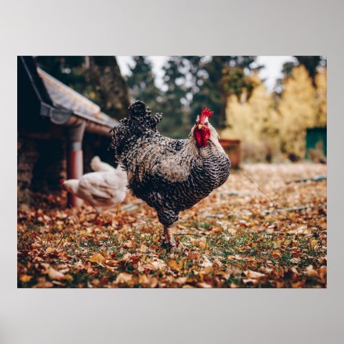 Black and White Rooster with Two Hens in Nature Poster
