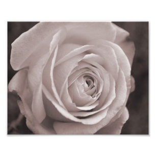 Black and white rose 10x8 photo wall art