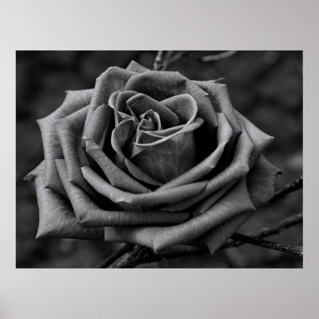 Black and White Rose Flower Poster (Front)