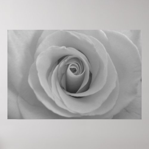 Black and White Rose Poster