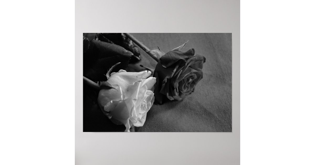 Black and White Rose Poster | Zazzle