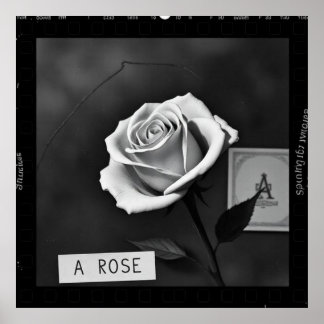Black and white rose with film negative style poster