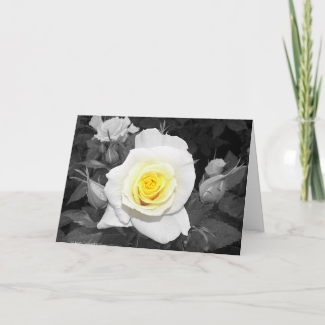 Black and White Rose with Yellow Focal Card (Front)