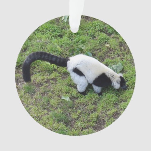 Black_and_white Ruffed Lemur 1 Ornament