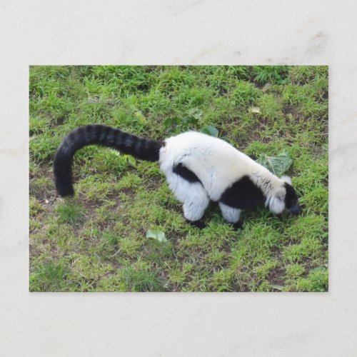 Black_and_white Ruffed Lemur 1 Postcard