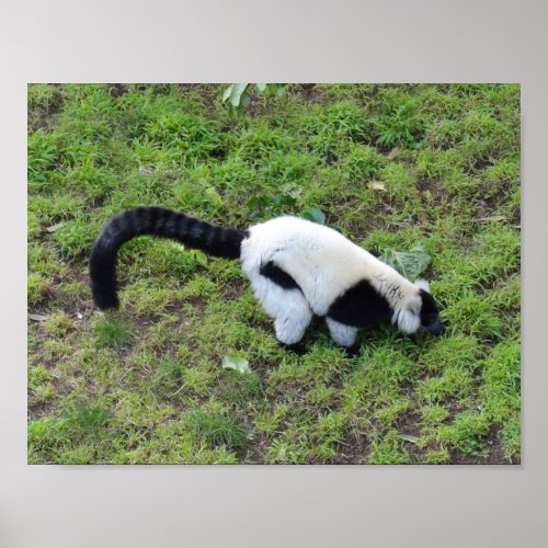 Black_and_white Ruffed Lemur 1 Poster